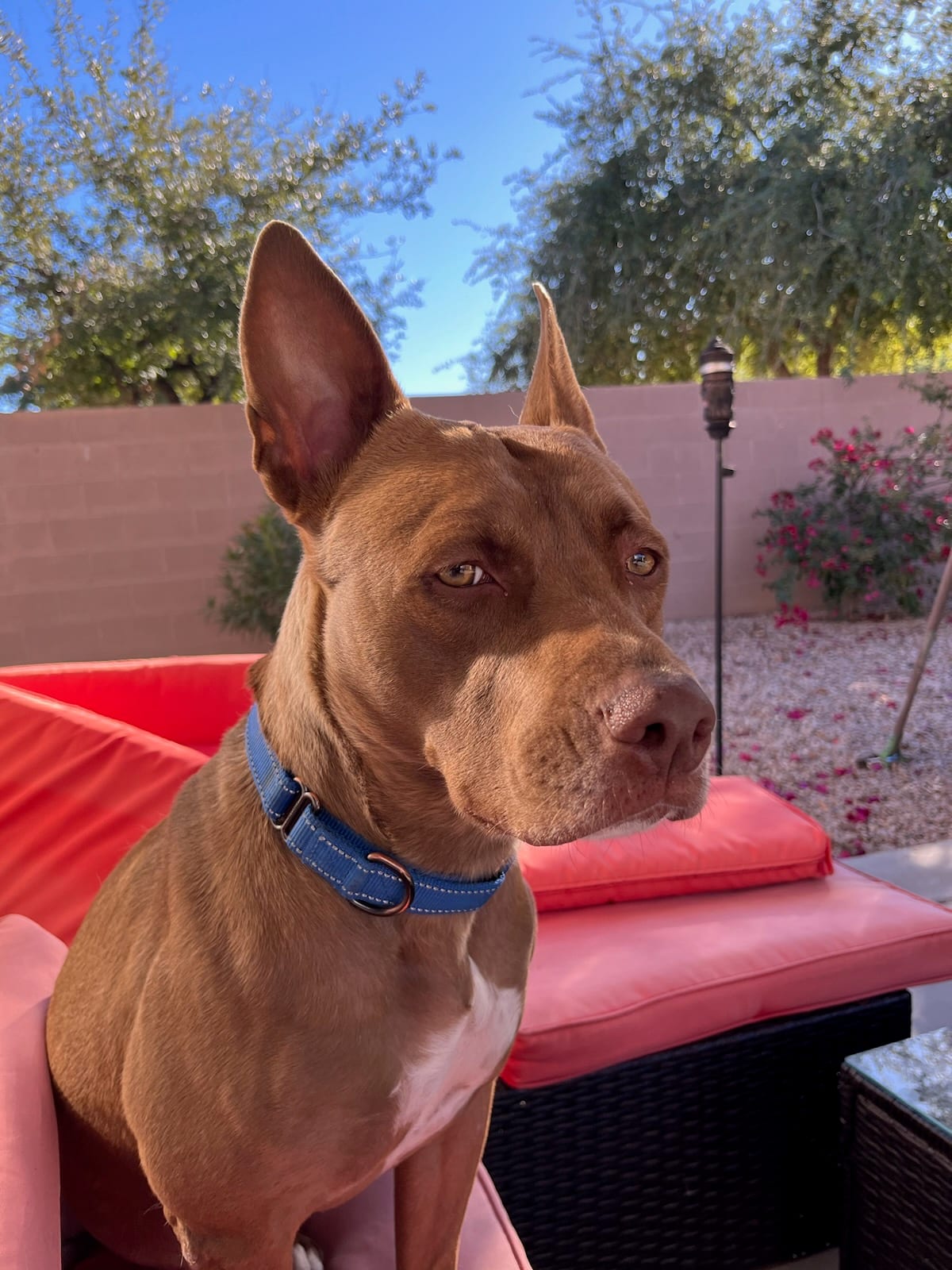 Photo of Molly, adoptable senior American Pit Bull Terrier / Pharaoh Hound in Maricopa, Arizona