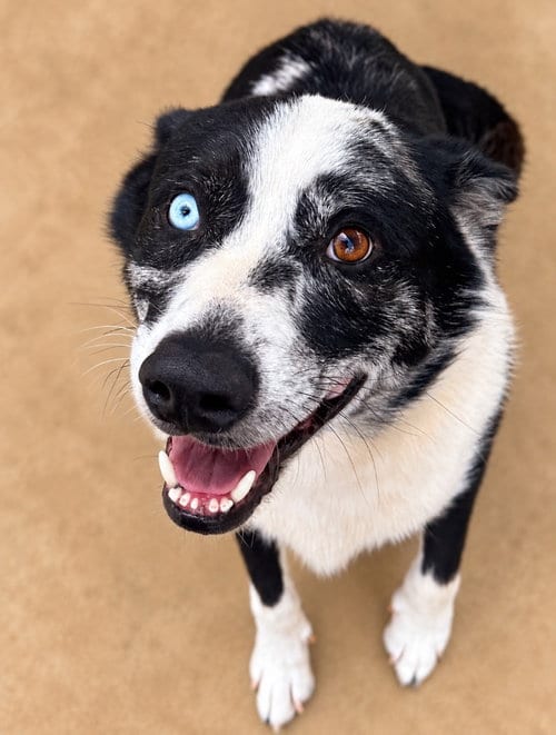 Photo of Cujo, adoptable senior Border Collie in Burnsville, North Carolina