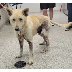 Photo of Caeser, adoptable senior German Shepherd Dog in Kansas City, Missouri