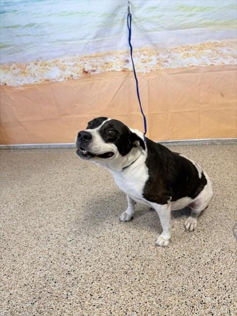 Photo of Gilda, adoptable senior Terrier mix in Miami, Florida