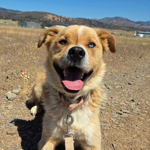 Tocho, adoptable senior Australian Shepherd in Yreka, CA