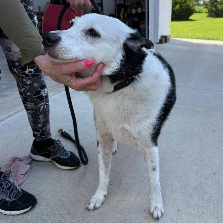 Photo of Anya, adoptable senior Collie, Border / Cattle Dog, Australian (Blue Heeler) in Boonville, Missouri