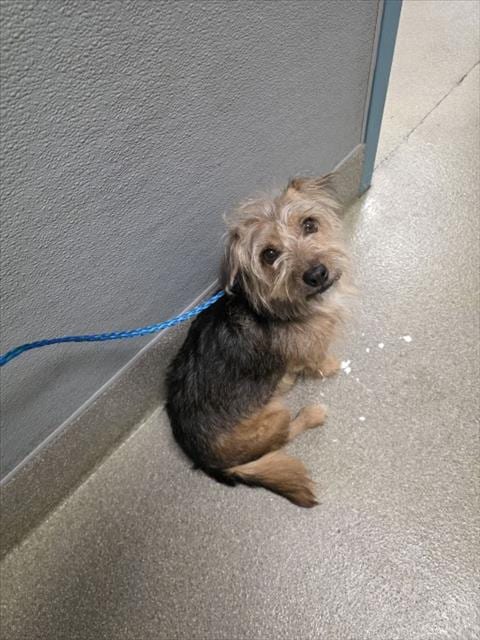 Photo of Tiny, adoptable senior Yorkshire Terrier Yorkie in Las Vegas, Nevada