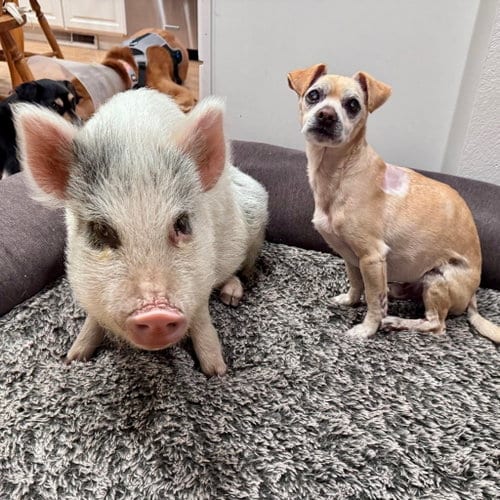 Photo of Max, adoptable senior Chihuahua in Oakland, California