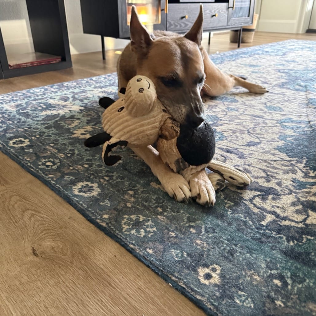 Photo of Hollie, adoptable senior Malinois, Belgian / Mix in Houston, Texas