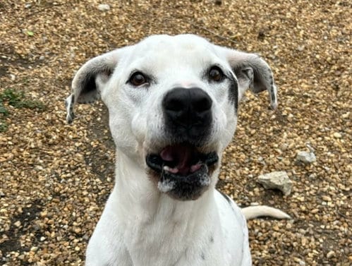Photo of Marley, adoptable senior Pointer in Anniston, Alabama
