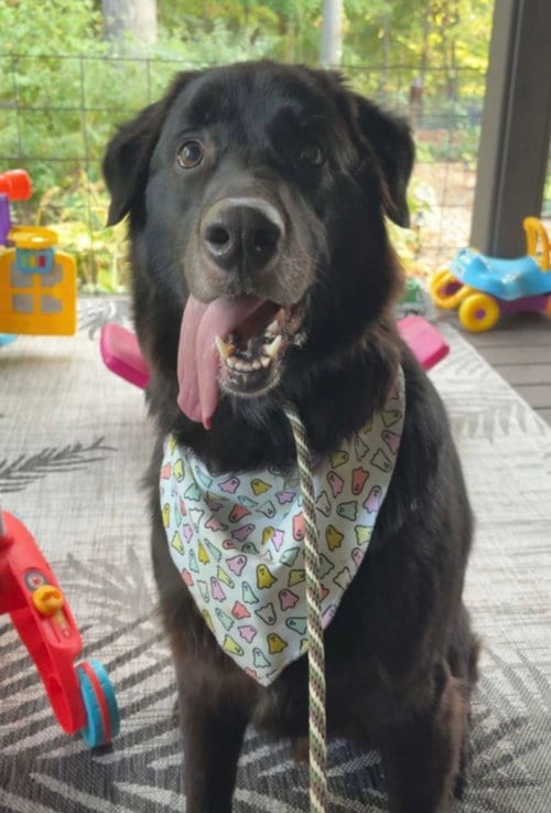 Photo of Darwin, adoptable senior Great Pyrenees in Valparaiso, Indiana