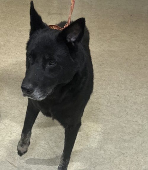 Photo of Bosco, adoptable senior German Shepherd Dog in San Pedro, California