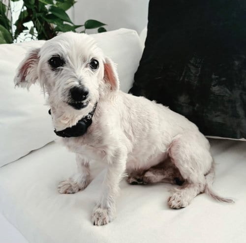 Photo of Booker, adoptable senior Yorkshire Terrier Yorkie in Sussex, New Jersey