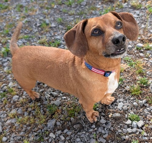 Photo of Henry, adoptable senior Dachshund in Shelbyville, Tennessee