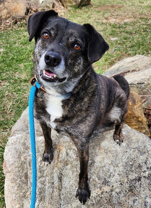 Ollie (Noah) Alabama, adoptable senior Terrier in Rockaway, NJ