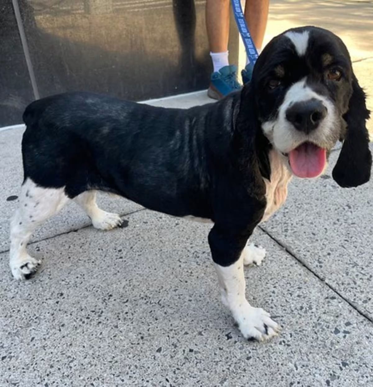 Photo of Charlie, adoptable senior Mutt in New York, New York