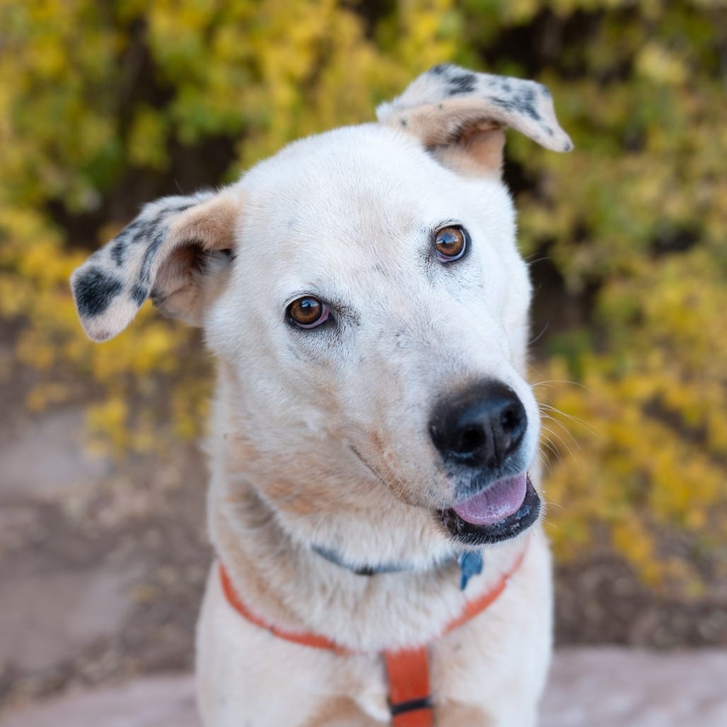 Photo of Sinkai, adoptable senior Husky / Cattle Dog in Kanab, Utah