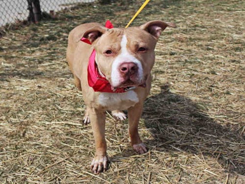 WILFRED, adoptable senior Pit Bull Terrier in Rockford, IL