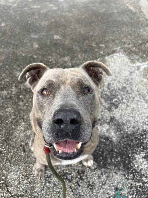 Photo of Blu Lavar, adoptable senior American Bulldog in Miami, Florida