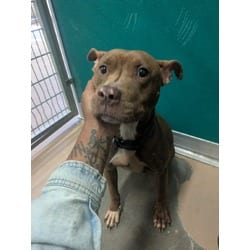 Photo of Barkina Turner, adoptable senior American Pit Bull Terrier in Texas City, Texas