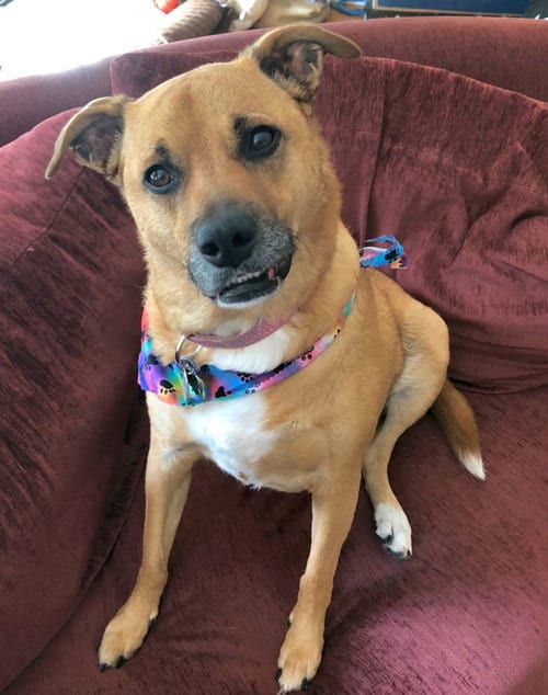 Photo of Shelby (SADIE), adoptable senior Shepherd in Rockaway, New Jersey