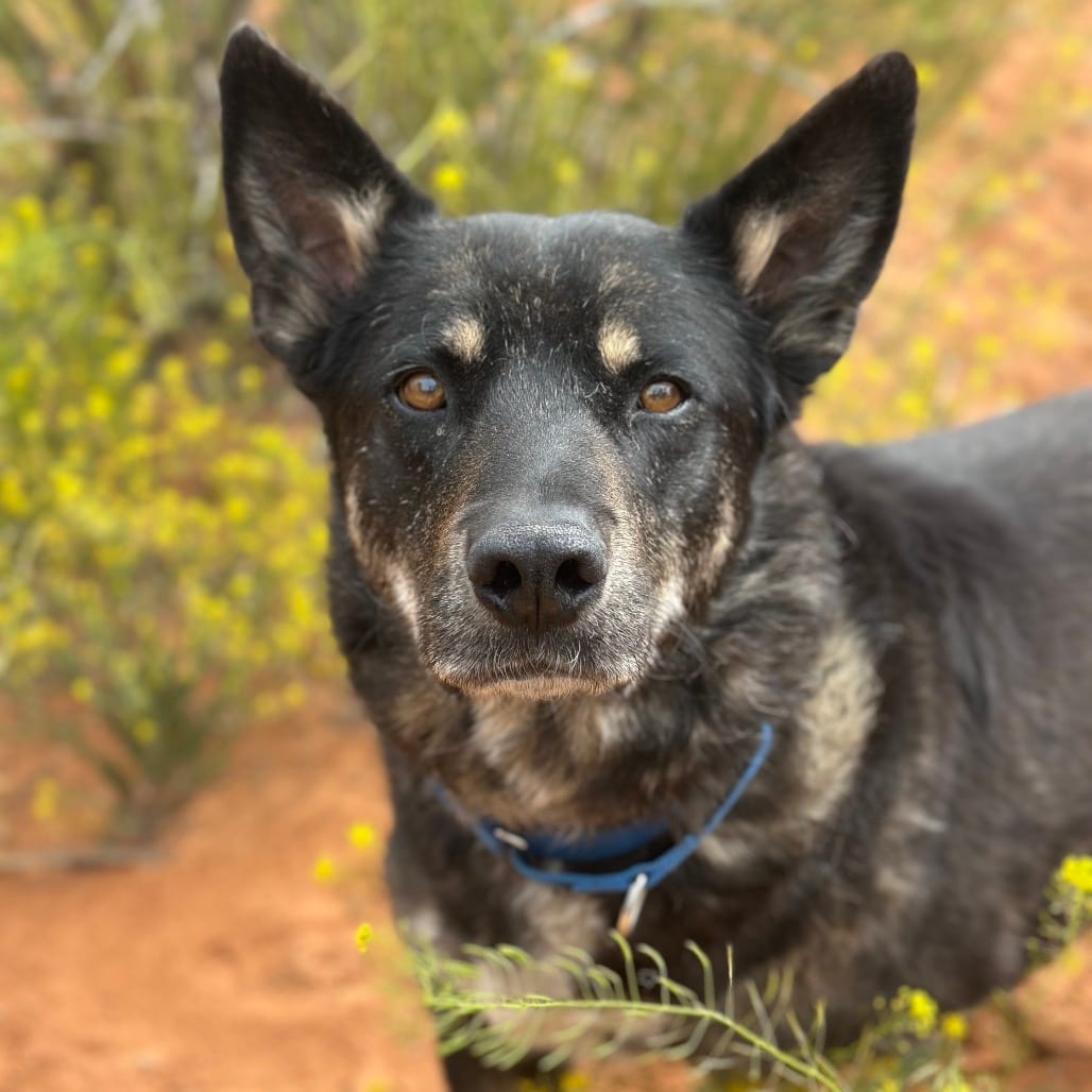 Photo of Leon, adoptable senior Shepherd / Mix in Kanab, Utah