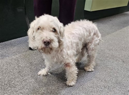 Photo of Matcha, adoptable senior Maltese in Los Angeles, California