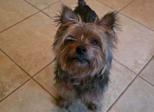 Photo of Lexi, adoptable senior Yorkshire Terrier Yorkie in Spring, Texas