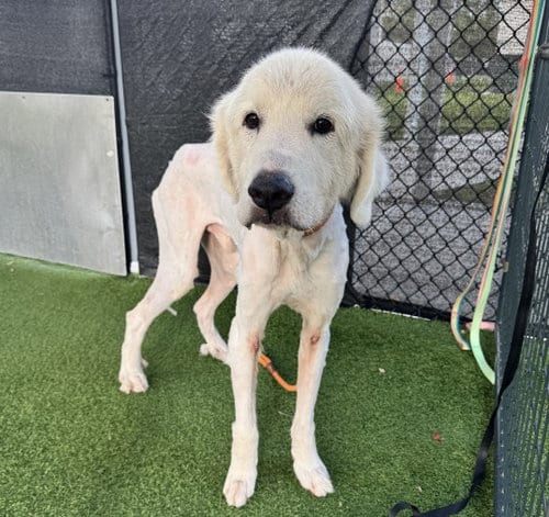 Photo of Gabriel, adoptable senior Great Pyrenees in Naples, Florida