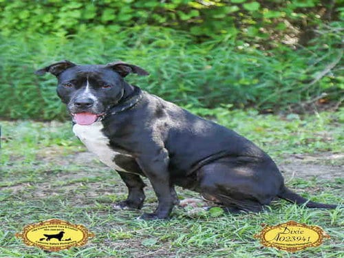 DIXIE, adoptable senior Bulldog in Green Cove Springs, FL