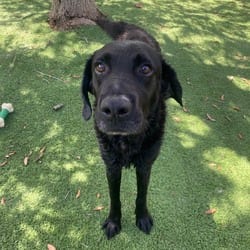 Photo of Tank 7167, adoptable senior Labrador Retriever Mixed Breed (Medium) in Loxahatchee, Florida
