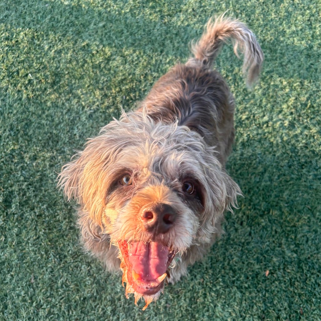 Photo of Moose, adoptable senior Otterhound / Mixed Breed (Medium) in Henderson, Nevada