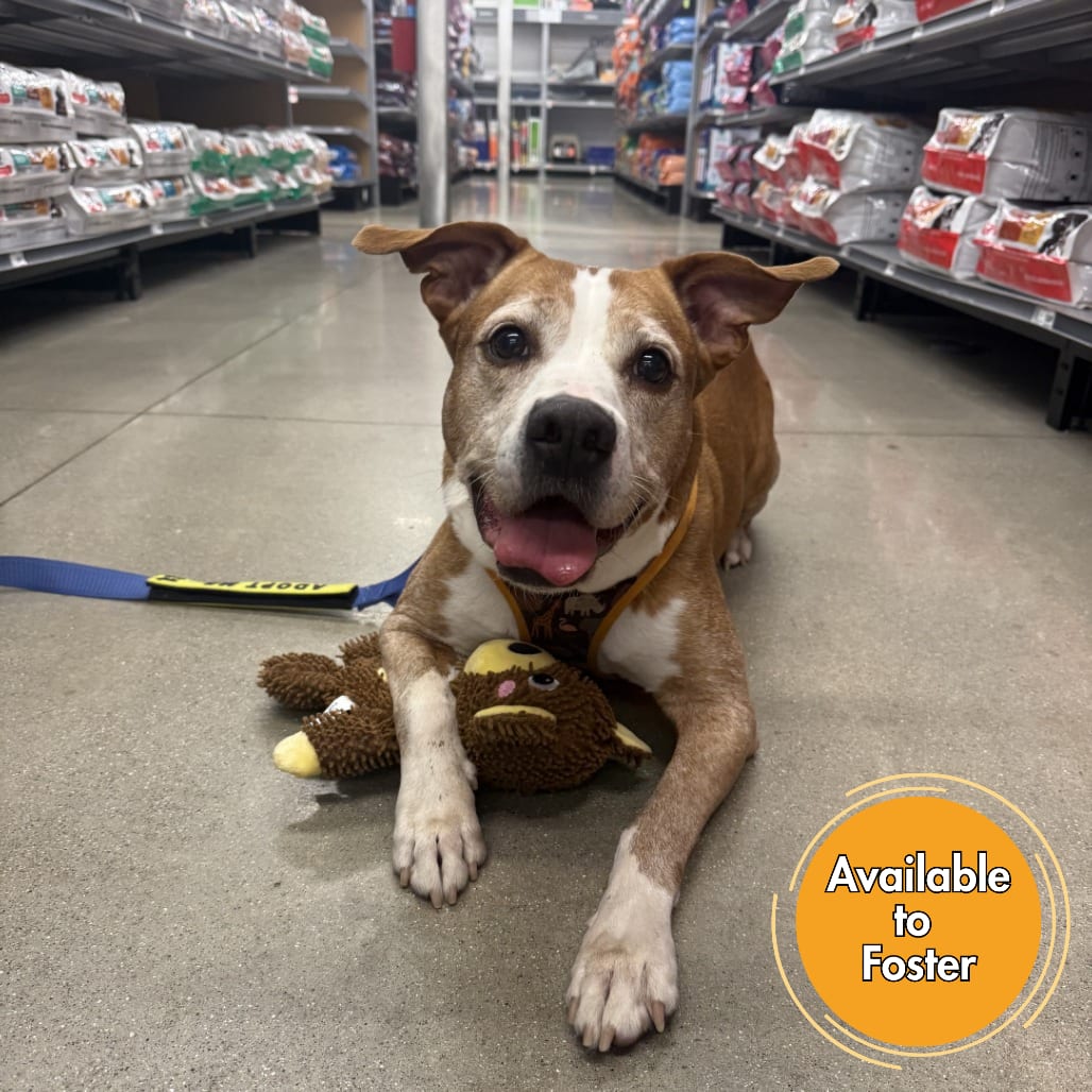 Photo of Rocco, adoptable senior Terrier, Pit Bull in Normal, Illinois