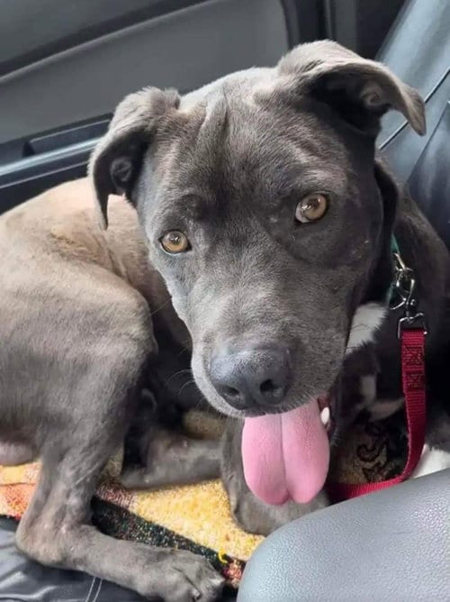 Photo of Clovis, adoptable senior Pit Bull Terrier in Dana Point, California