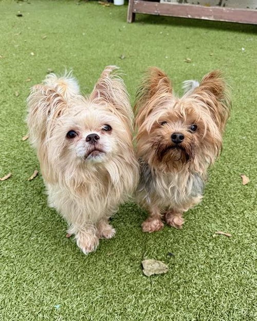 Photo of Lily, adoptable senior Yorkshire Terrier Yorkie in Dedham, Massachusetts