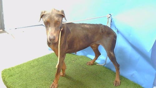 Photo of A5799313, adoptable senior Doberman Pinscher in Gardena, California
