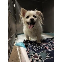 Photo of Casper, adoptable senior Tibetan Terrier in Chatsworth, California