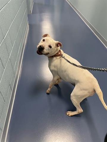 DUCHESS, adoptable senior Pit Bull Terrier in Greensbo, NC