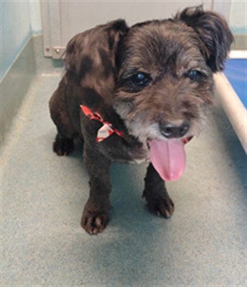 Photo of Rosco, adoptable senior Miniature Schnauzer in Baldwin Park, California