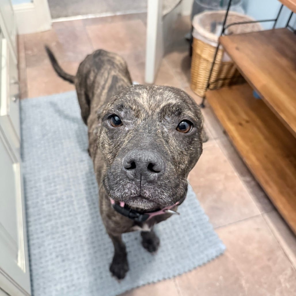 Photo of Autumn, adoptable senior Mixed Breed (Medium) in Summerville, South Carolina