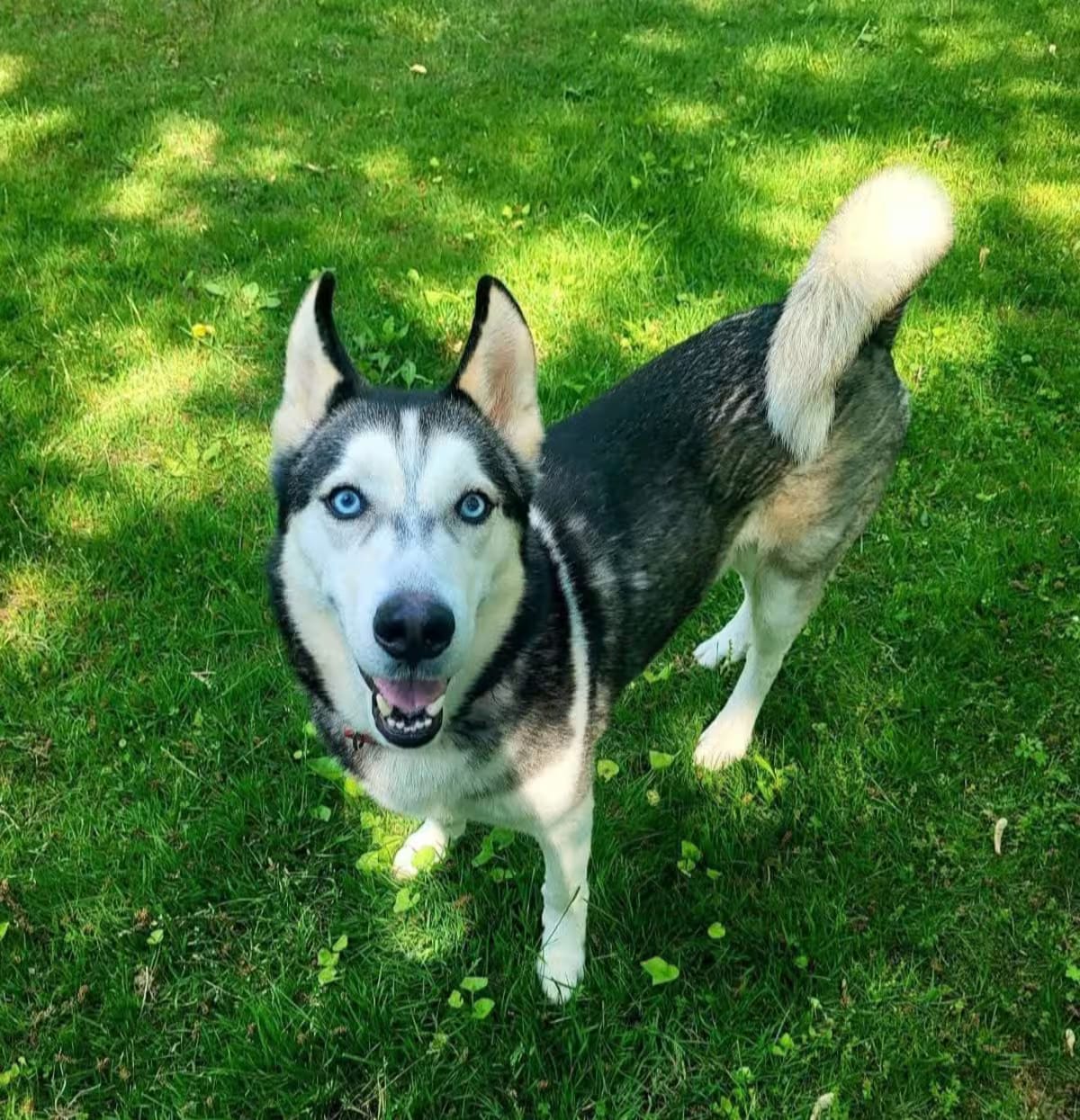 Photo of Shadow, adoptable senior Husky in Pluckemin, New Jersey