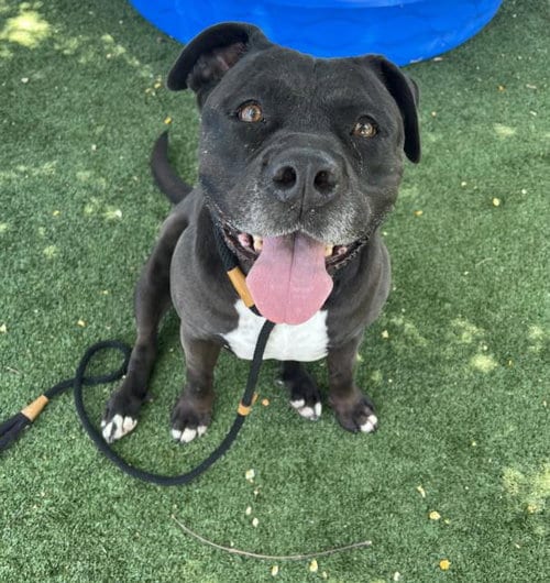 Photo of Lady, adoptable senior American Pit Bull Terrier in Los Angeles, California