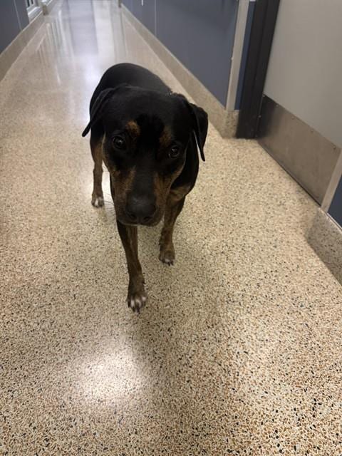 Photo of Inge, adoptable senior Rottweiler in Miami, Florida