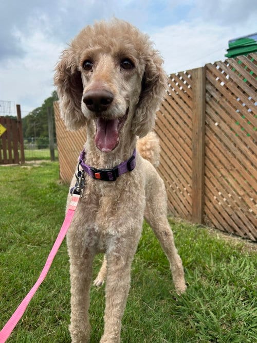 Photo of Tessa July 26, adoptable senior Poodle (Standard) in Pacolet, South Carolina