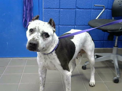 Photo of Lulu, adoptable senior American Pit Bull Terrier in Albuquerque, New Mexico
