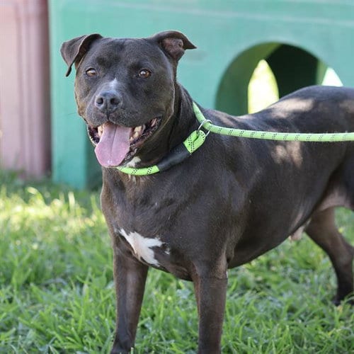 Photo of Cisco, adoptable senior Pit Bull Terrier in Modesto, California
