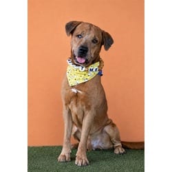 Photo of Snoopy, adoptable senior Labrador Retriever in Doral, Florida