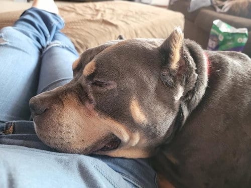 Brownie, adoptable senior American Staffordshire Terrier in San Diego, CA