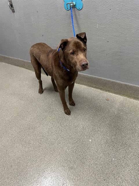 Photo of Robert, adoptable senior Labrador Retriever in Las Vegas, Nevada