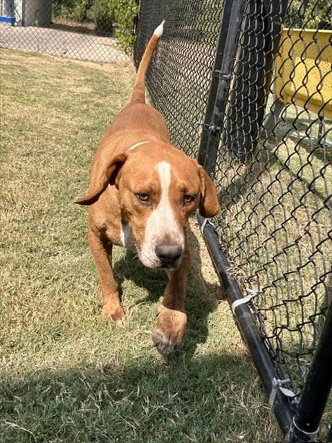 Photo of Rusty, adoptable senior Labrador Retriever in Temple, Texas