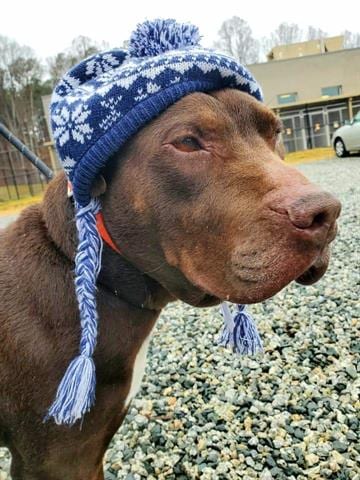 HONCHO, adoptable senior Labrador Retriever in Greensbo, NC