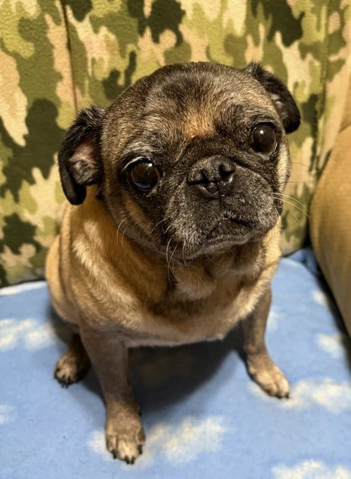 Photo of 4015 - 2026 Frankie, adoptable senior Pug in Elizabeth City, North Carolina