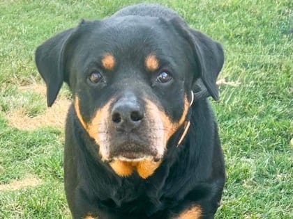 Photo of Meatball HW+, adoptable senior dog in Georgetown, Texas