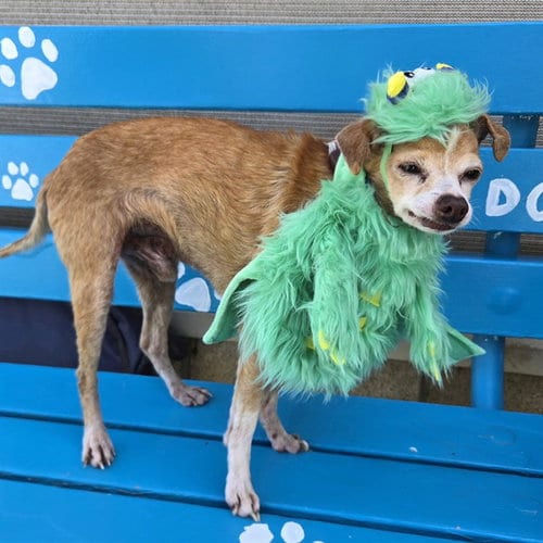 Photo of Tommy, adoptable senior Chihuahua in Long Beach, California